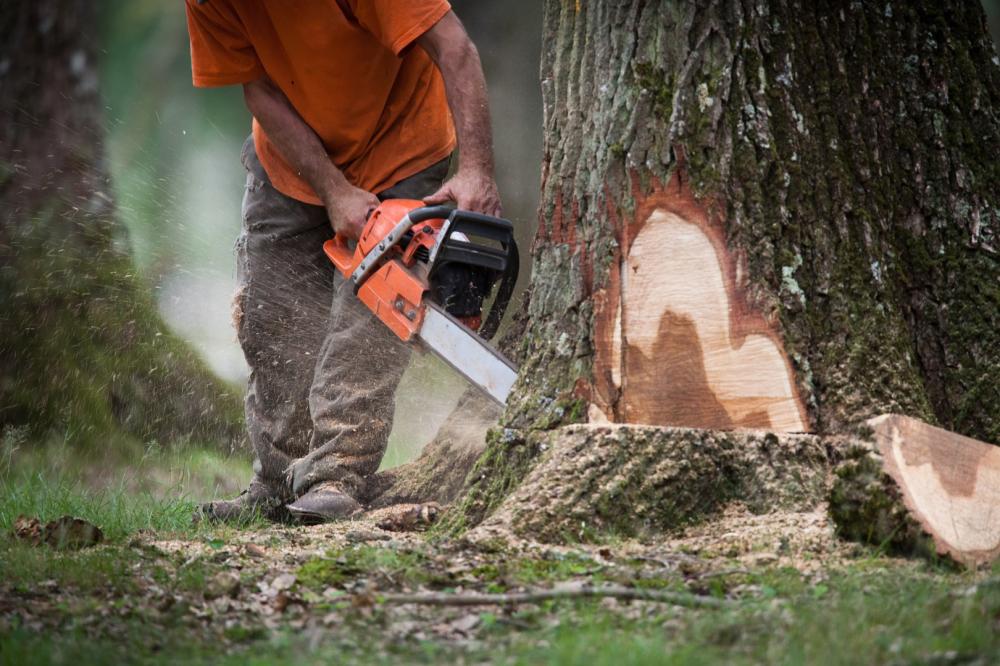 Entreprise d'abattage près de Maël-Carhaix