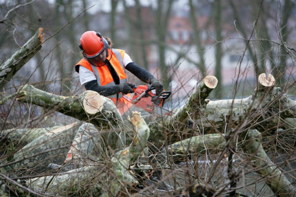 Entretien d'arbres près de Maël-Carhaix