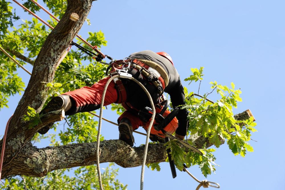 Soins des arbres près de Maël-Carhaix