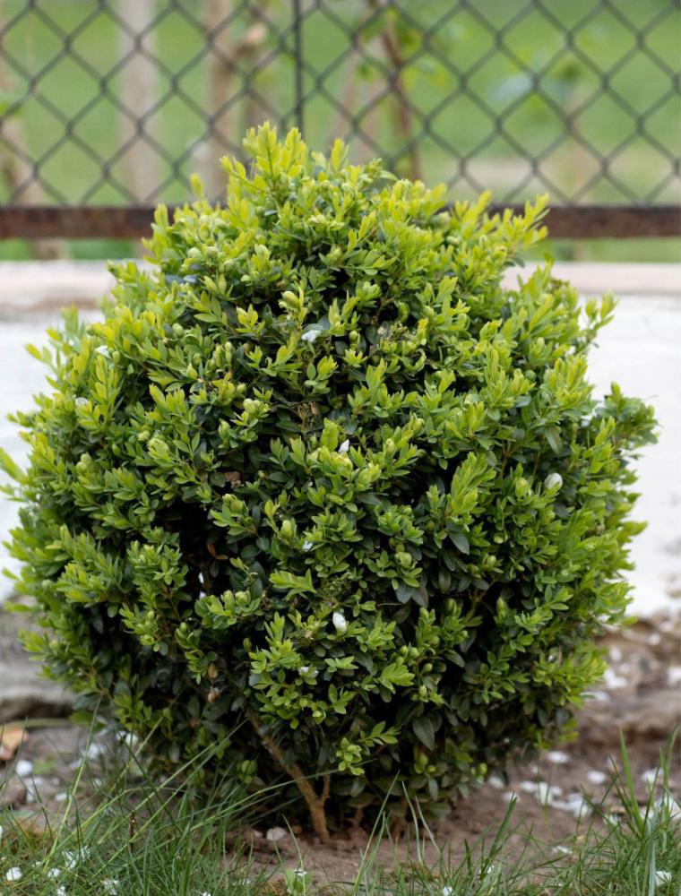 buisson-avant