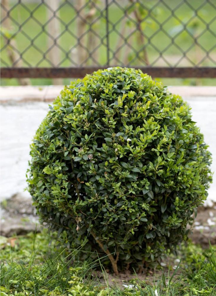buisson-apres