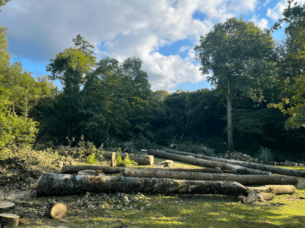 Abattage d arbre - Maxime elagage